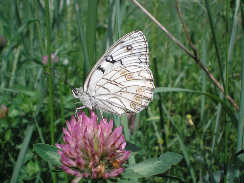 Melanargia arge